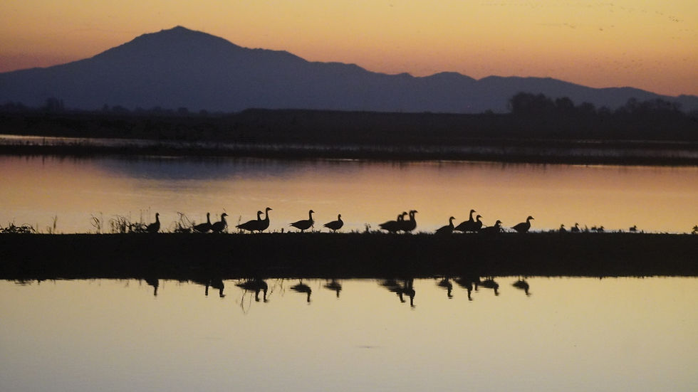 Migrating geese in the California Delta