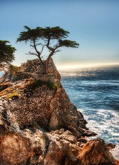 The Lone Cypress - a drive down Highway 1 from...