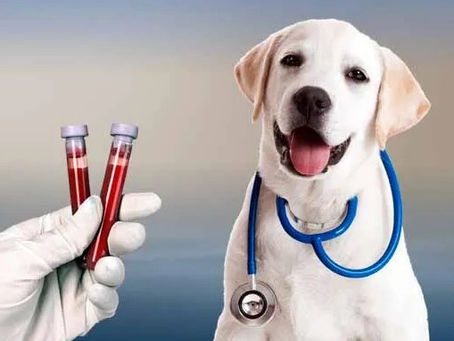 Why Blood Work Is Essential for Your Pet’s Health