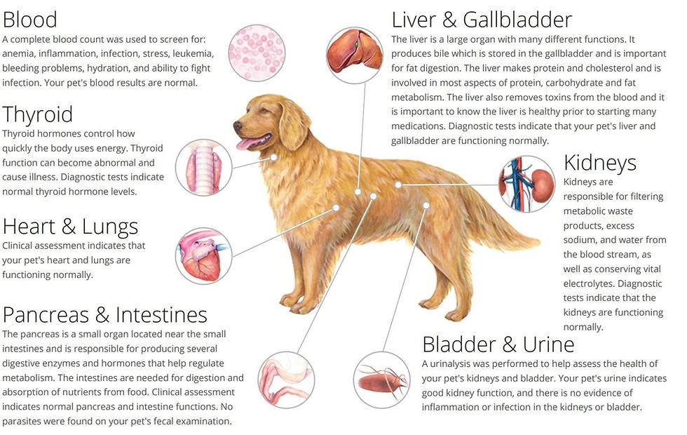 Routine blood work gives us the opportunity to collect valuable information on your pet's internal organs.