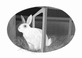 The Stolen Songbird Chapter One His Nibs white rabbit in rabbit hutch from The Stolen Songbird by Kim Geyer
