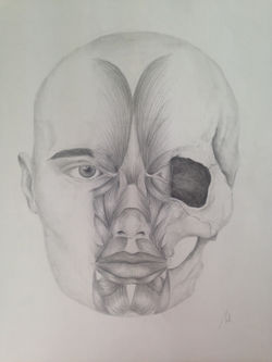 Anatomy