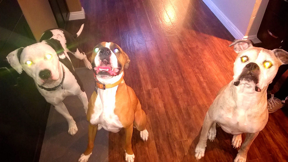 TayorPups_edited