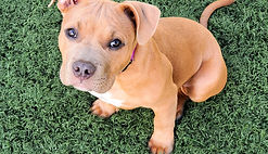 Too Cute / Dog Day Care / Hounds To Horses