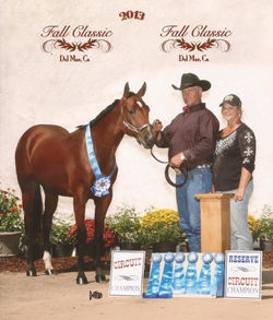 AQHA Circuit Champ - Connor