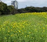 浜離宮の菜の花_edited.jpg