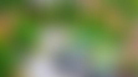 Trees for smaller gardens