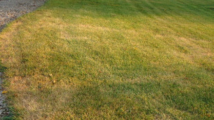 Fact vs. Fiction, When Reviving Dead Grass