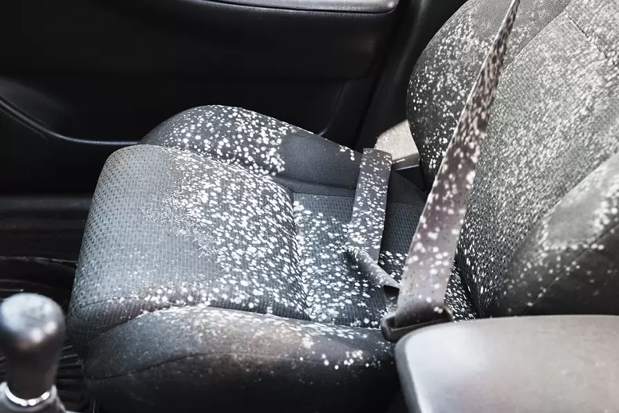 remove-mold-from-car.webp