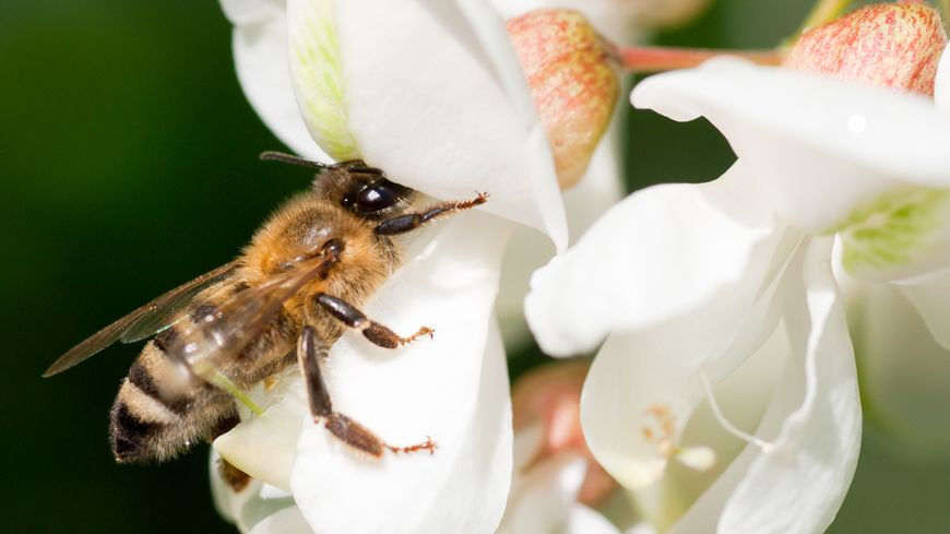 Miniature : Miel d'Acacia