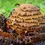 Thumbnail: PRECIOUS MELIPONA HONEY (ORGANIC): 300G JAR - MEXICAN SCAPTOTRIGONA