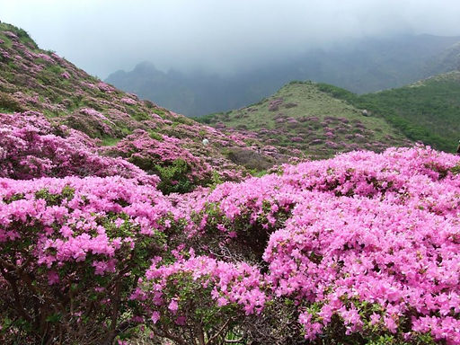 Miel-Mad-Honey-Nepal-Miel-de-Jujubier-Nepal-Ahuney-Miel-de-Rhododendron-Hallucinogene-18-7