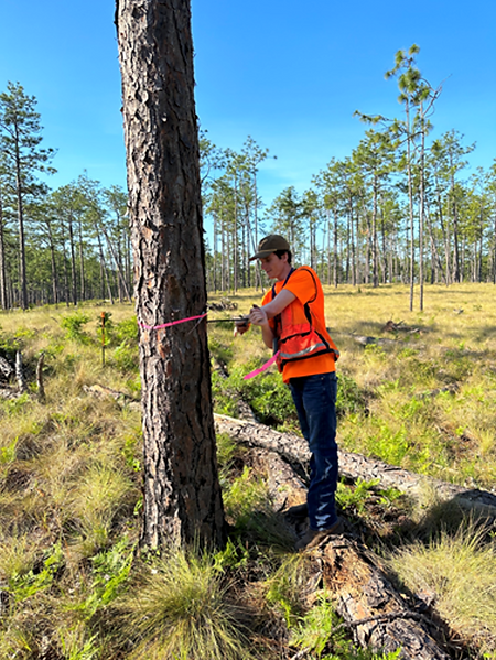 Forest Inventory.png