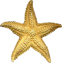 animated-starfish-image-0008.gif