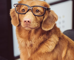 dog sitting in front of book_edited.jpg