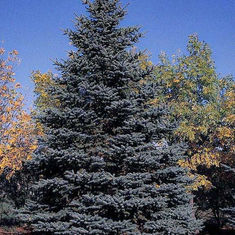 Colorado Blue Spruce