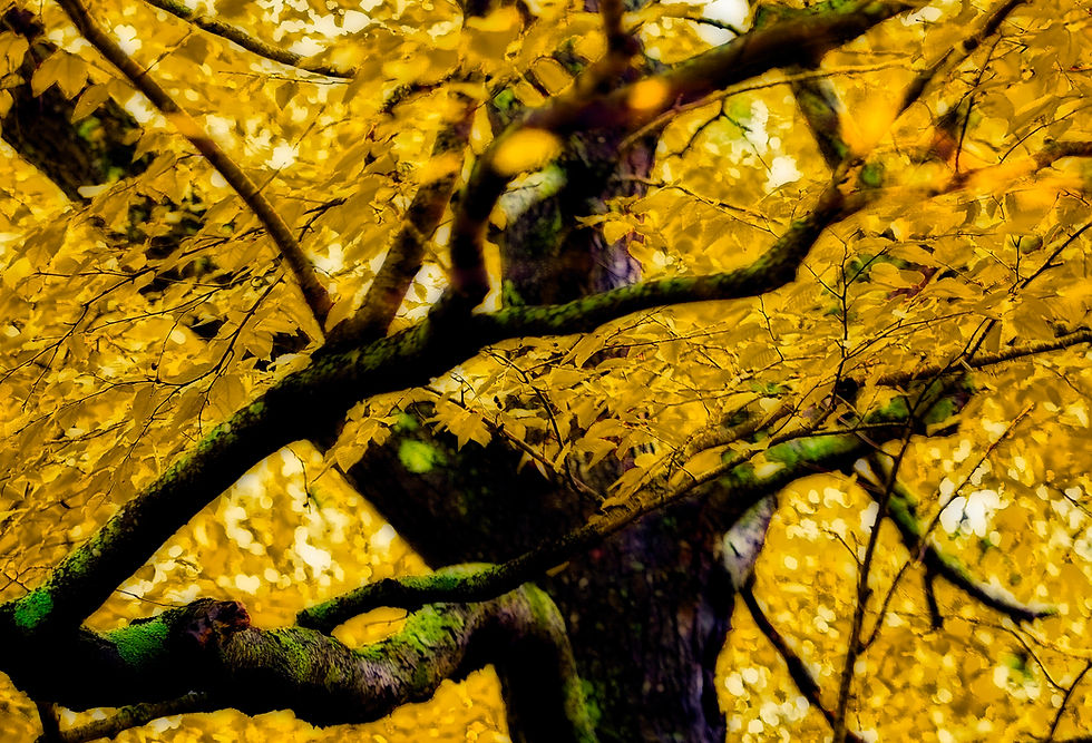 Yellow Tree #1  (color) 10.30.18