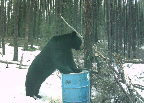 ADI Hunts - Northern Saskatchewan Black Bear