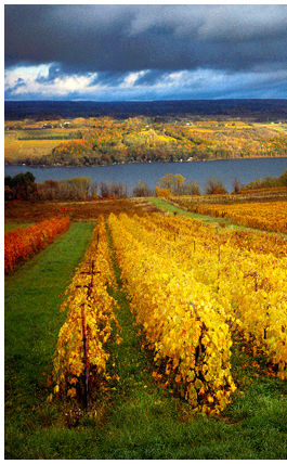 fingerlakeswine trail2