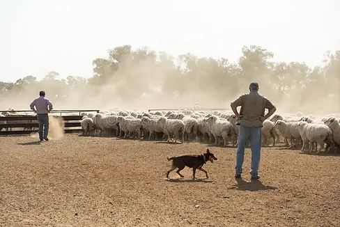 mustering sheep.webp