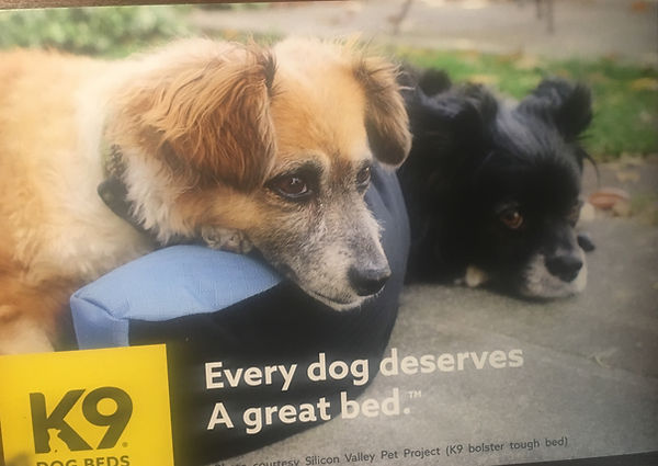 k9.1.jpeg