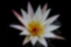 Flor de loto