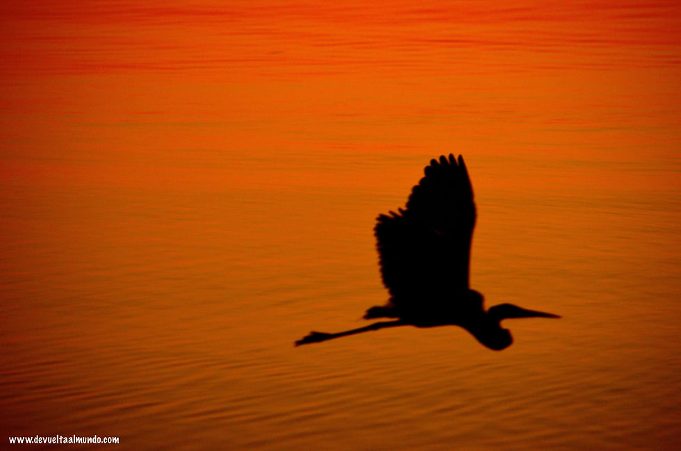 Vuelo al atardecer