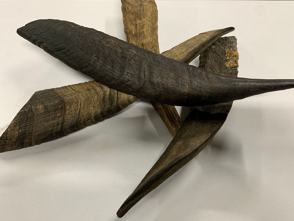 Canine Culture Goat Horn