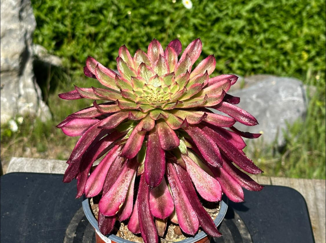 AEONIUM-UNIQUE 4-DANCER VARIEGATED (WTJ) VARIEGATED MUTATIONS