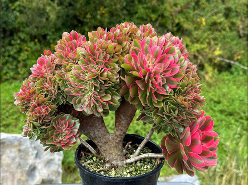 AEONIUM-UNIQUE 50-PRINCESS VARIEGATED CRESTED | Succulent Heaven