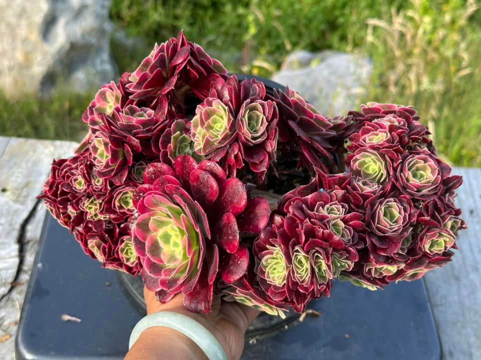 Thumbnail: AEONIUM-UNIQUE 20-MEDUSA VARIEGATED CRESTED