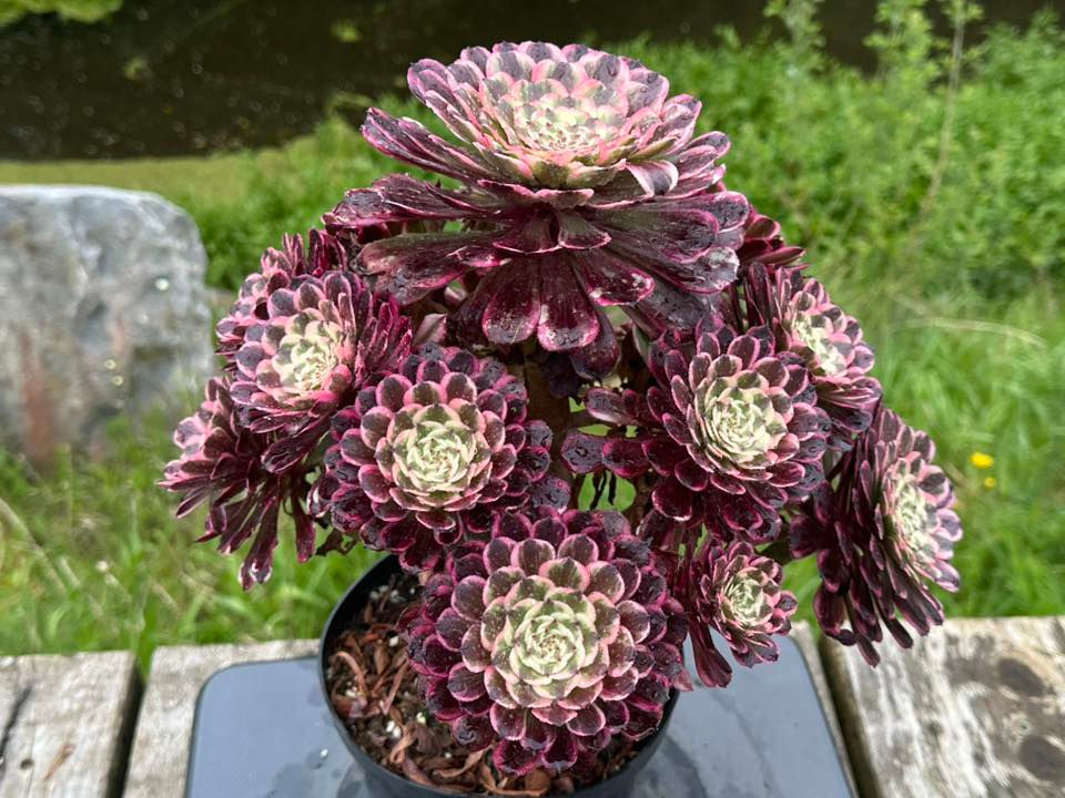Thumbnail: AEONIUM-UNIQUE 5-ENAMEL COLOUR VARIEGATED