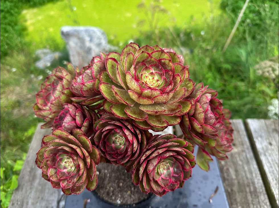 Thumbnail: AEONIUM-UNIQUE 10-LOTUS SEAT VARIEGATED (SWEET LOTUS)