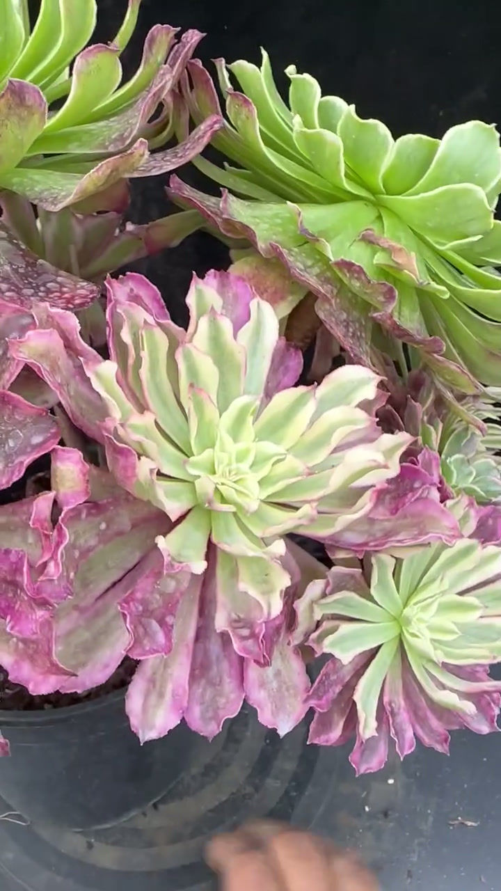 Thumbnail: 4 ON SALE-AEONIUM-UNIQUE 4-BLACK POISON VARIEGATED