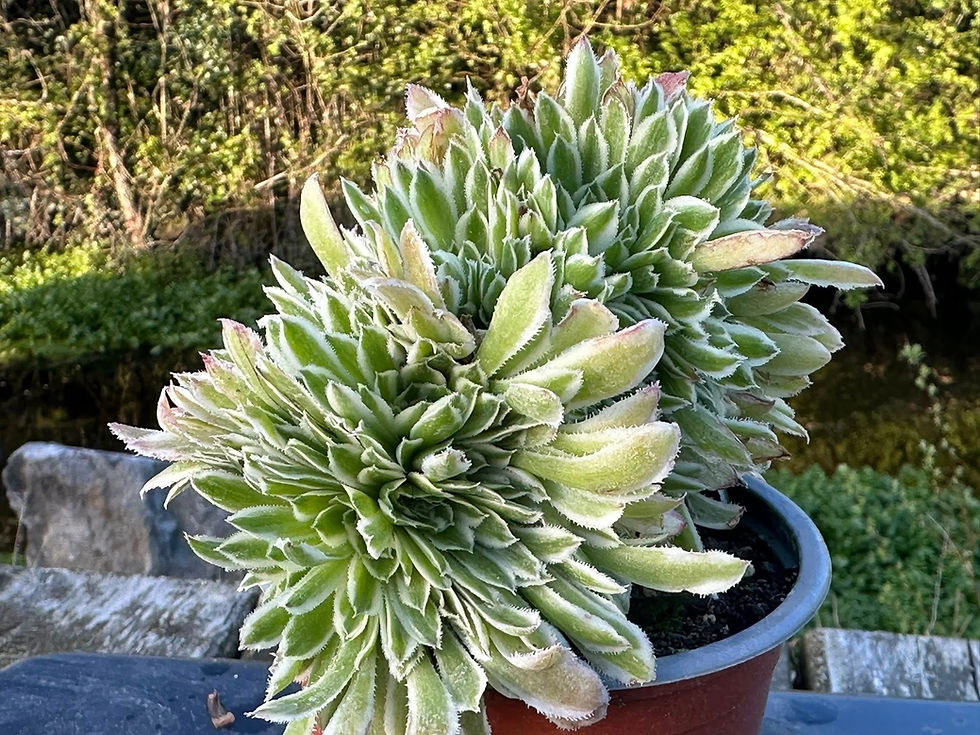 Thumbnail: AEONIUM-UNIQUE 18-GREEN WAVE VARIEGATED CRESTED