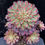 Thumbnail: 3 ON SALE-AEONIUM-UNIQUE 23-SNOW GIRL VARIEGATED