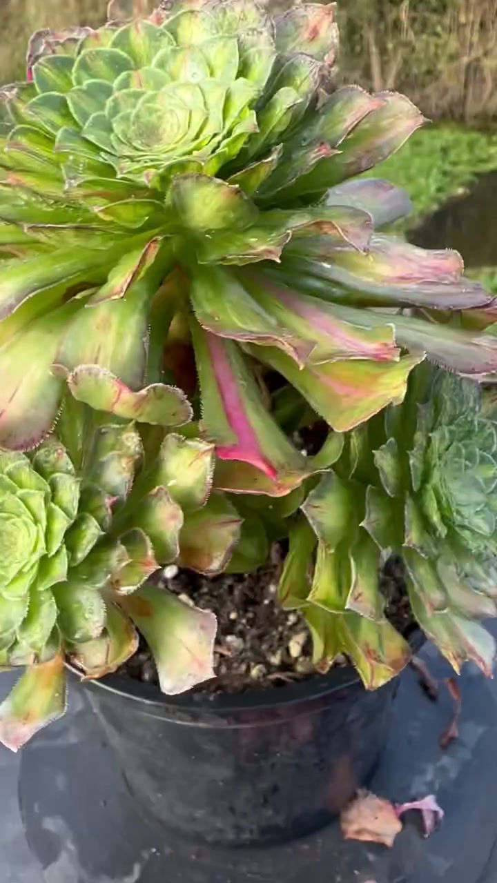 Thumbnail: 10 ON SALE-AEONIUM-UNIQUE 20-ZHIFOU VARIEGATED