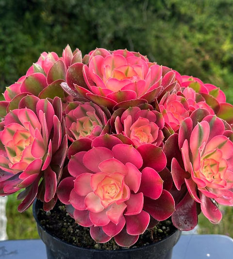 AEONIUM-UNIQUE 48-PRINCESS VARIEGATED | Succulent Heaven