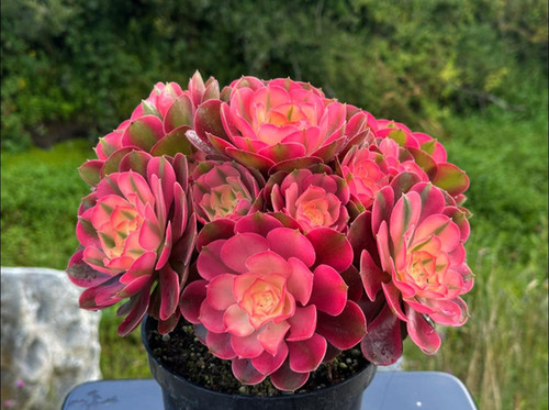 AEONIUM-UNIQUE 48-PRINCESS VARIEGATED | Succulent Heaven