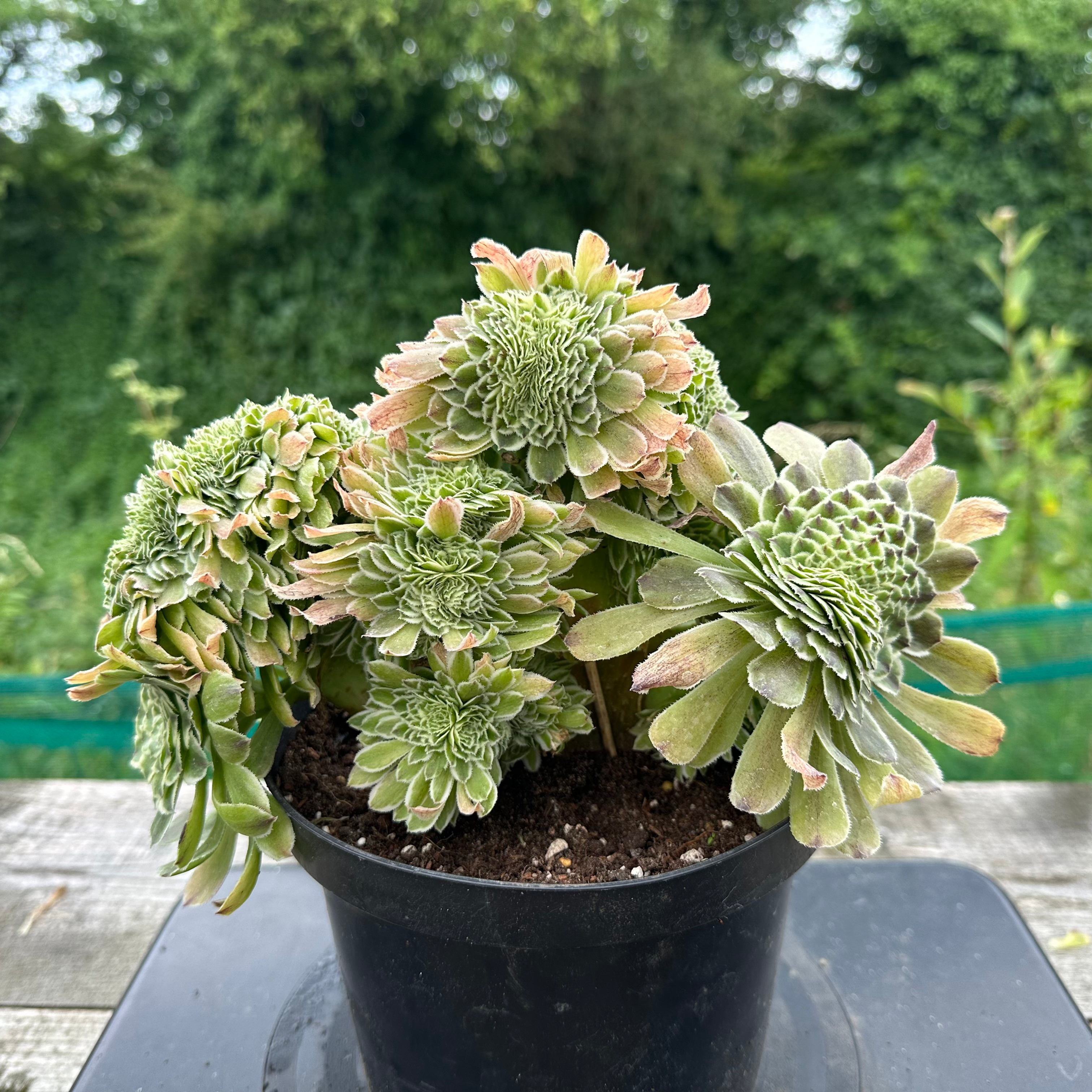 AEONIUM-UNIQUE 24-GREEN WAVE VARIEGATED CRESTED