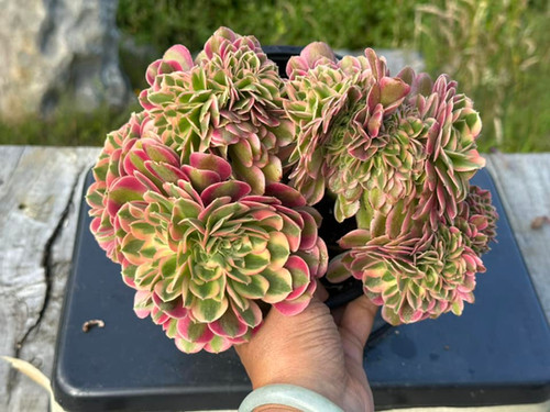 AEONIUM-UNIQUE 45-PRINCESS VARIEGATED CRESTED | Succulent Heaven