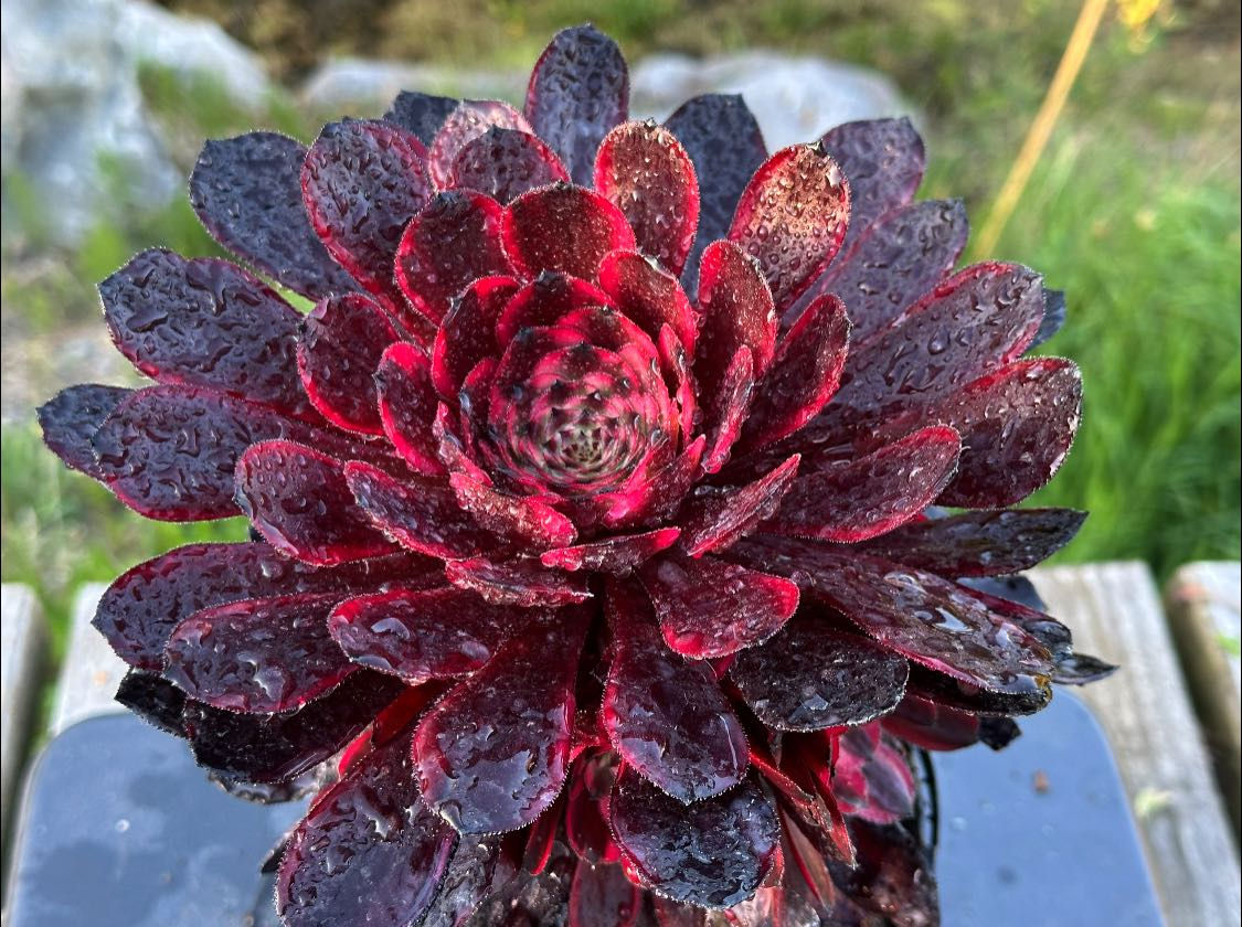 AEONIUM-NEVERHONG VARIEGATED-S