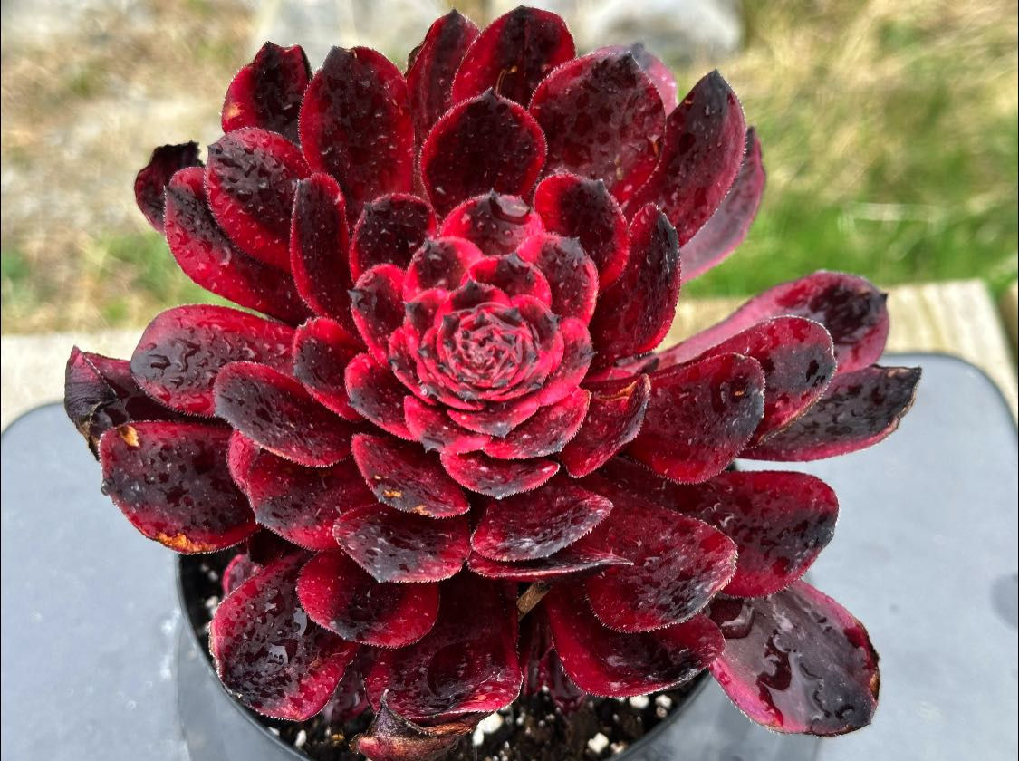 UNIQUE 2-PURPLE VELVET VARIEGATED