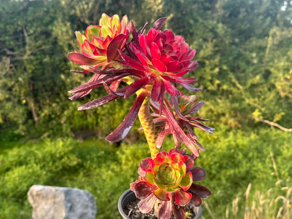 Thumbnail: AEONIUM-UNIQUE 2-VOODOO SILK VARIEGATED