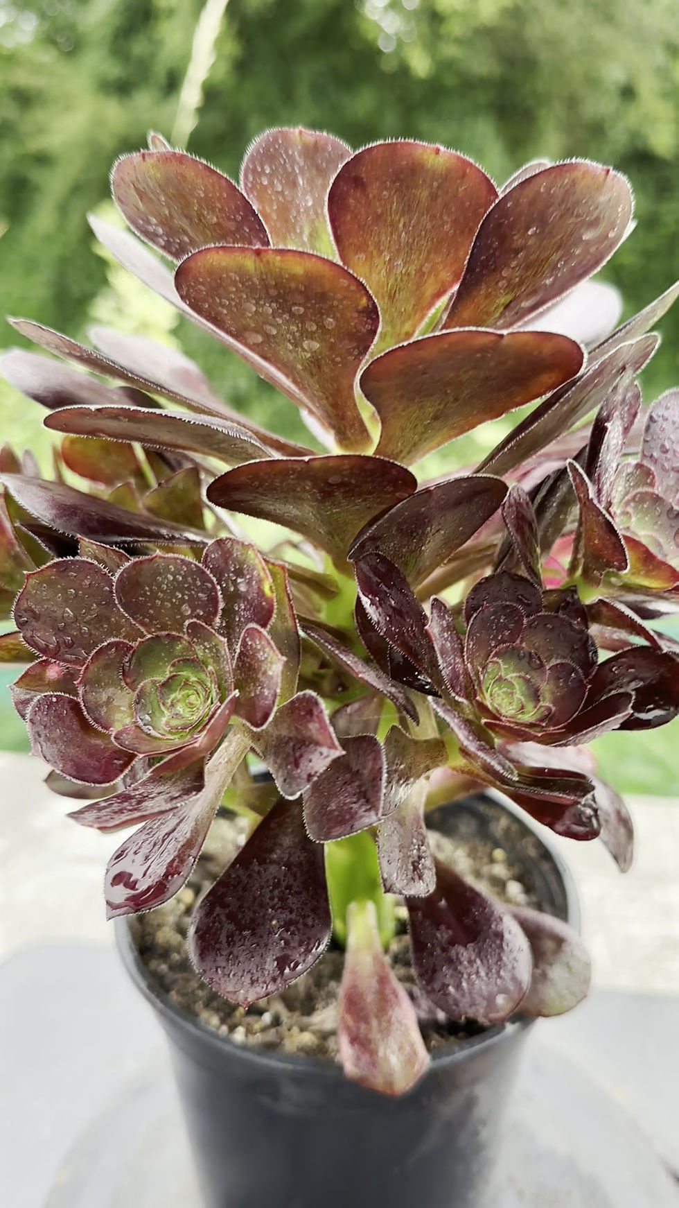 Thumbnail: 20 ON SALE-AEONIUM-UNIQUE 6-CHANEL RAINBOW VARIEGATED
