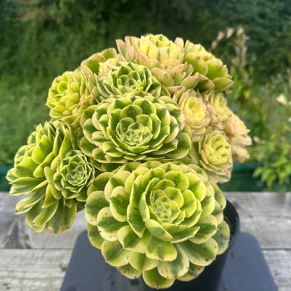 Thumbnail: AEONIUM-UNIQUE 6-SINIA VARIEGATED