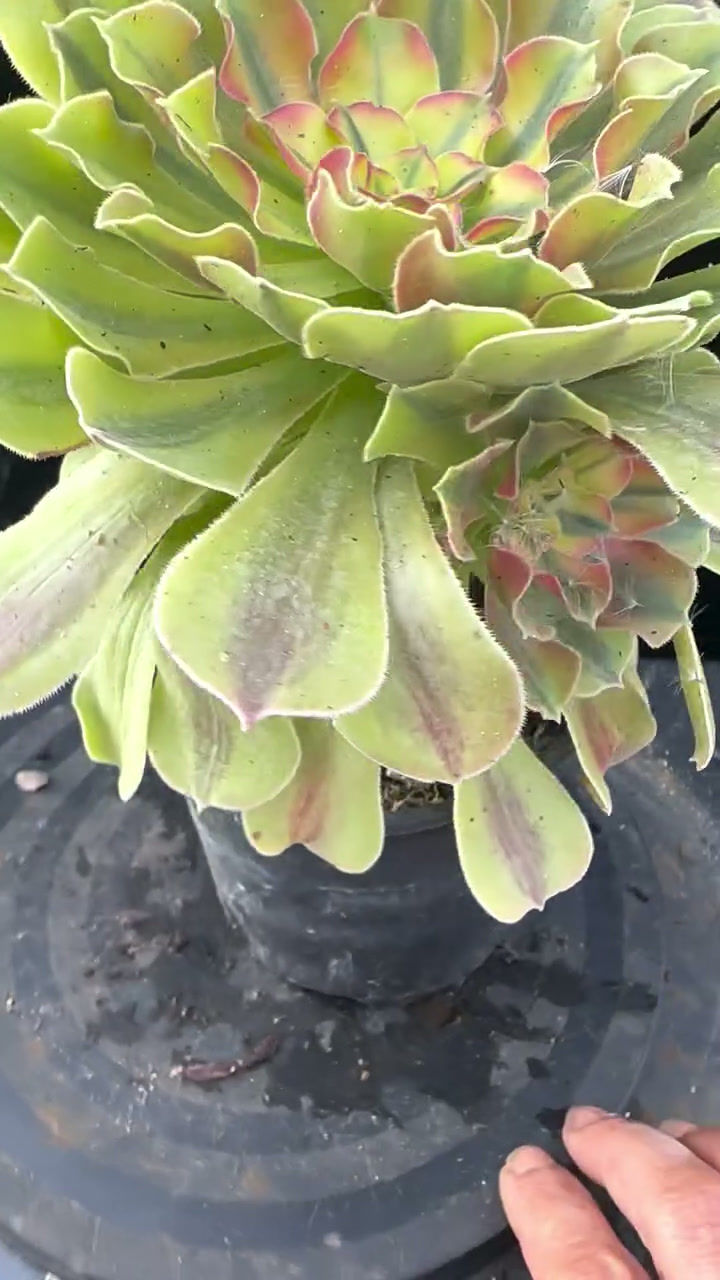 Thumbnail: 3 ON SALE-AEONIUM-UNIQUE 69-LOKI VARIEGATED