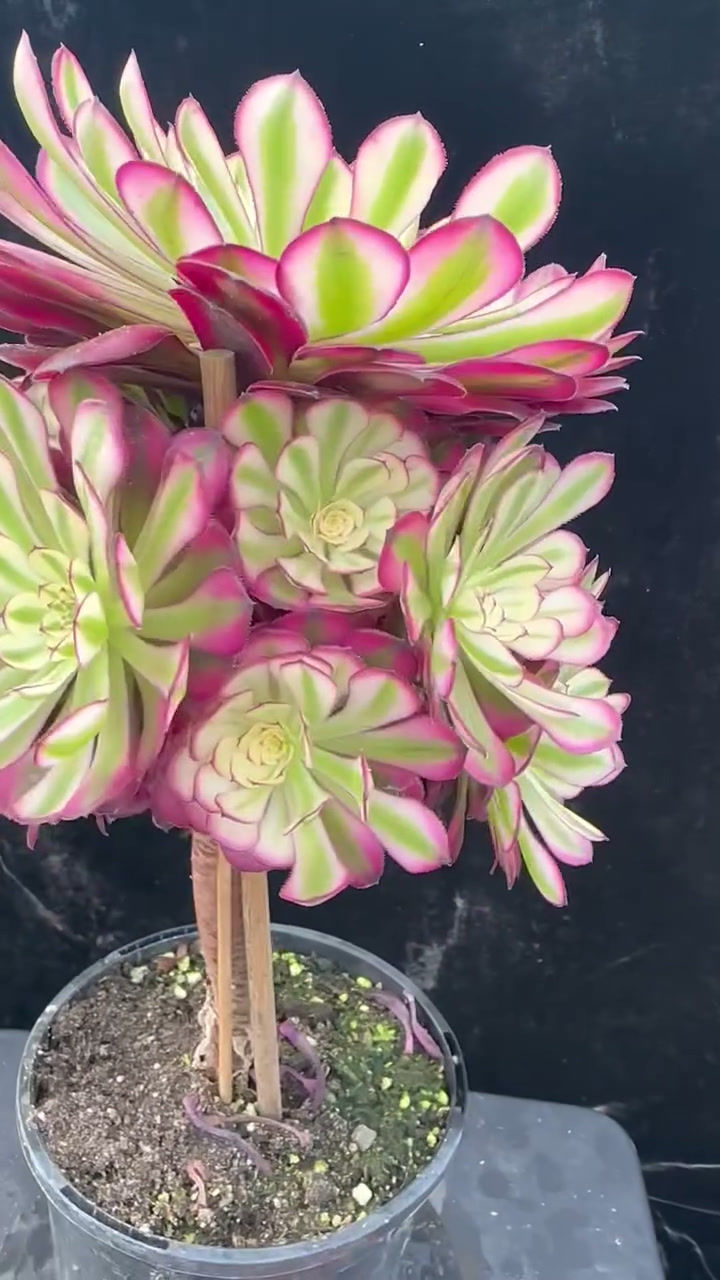 Thumbnail: AEONIUM-UNIQUE 4-PURPLE KINGKONG VARIEGATED