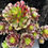 Thumbnail: 1 ON SALE-AEONIUM-UNIQUE 13-SUNSET VARIEGATED