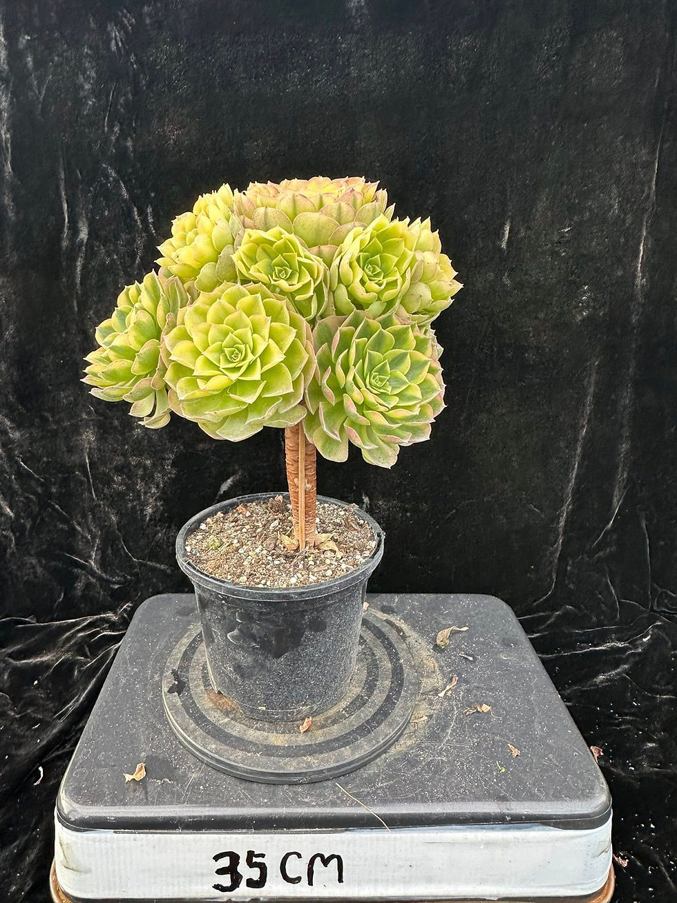 Thumbnail: AEONIUM-UNIQUE 3-REINCARNATION VARIEGATED